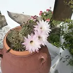 Ostria