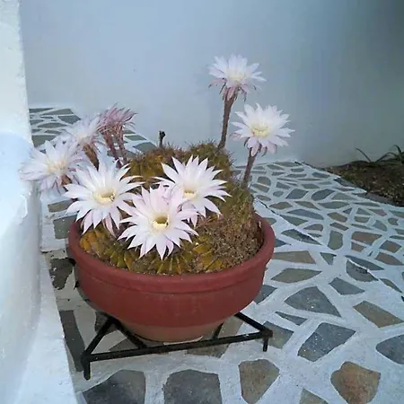 アパートホテル Ostria Kamári