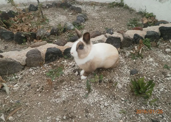 Apart Otel Ostria Kamári