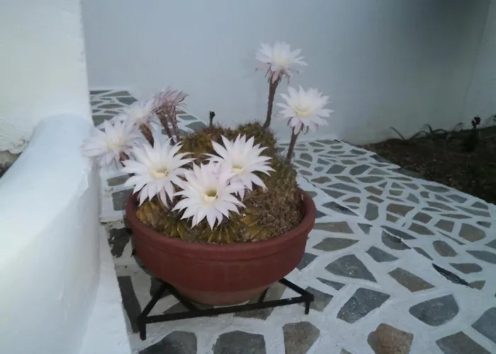 Lejlighedshotel Ostria Kamári