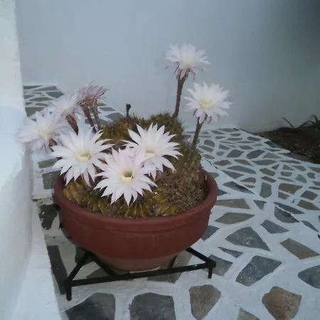 아파트호텔 Ostria Kamári