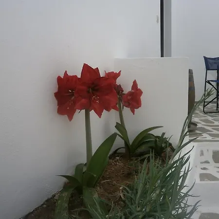 Ostria Камари