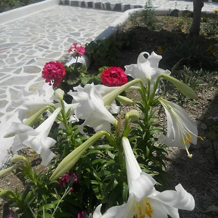 Ostria Камари